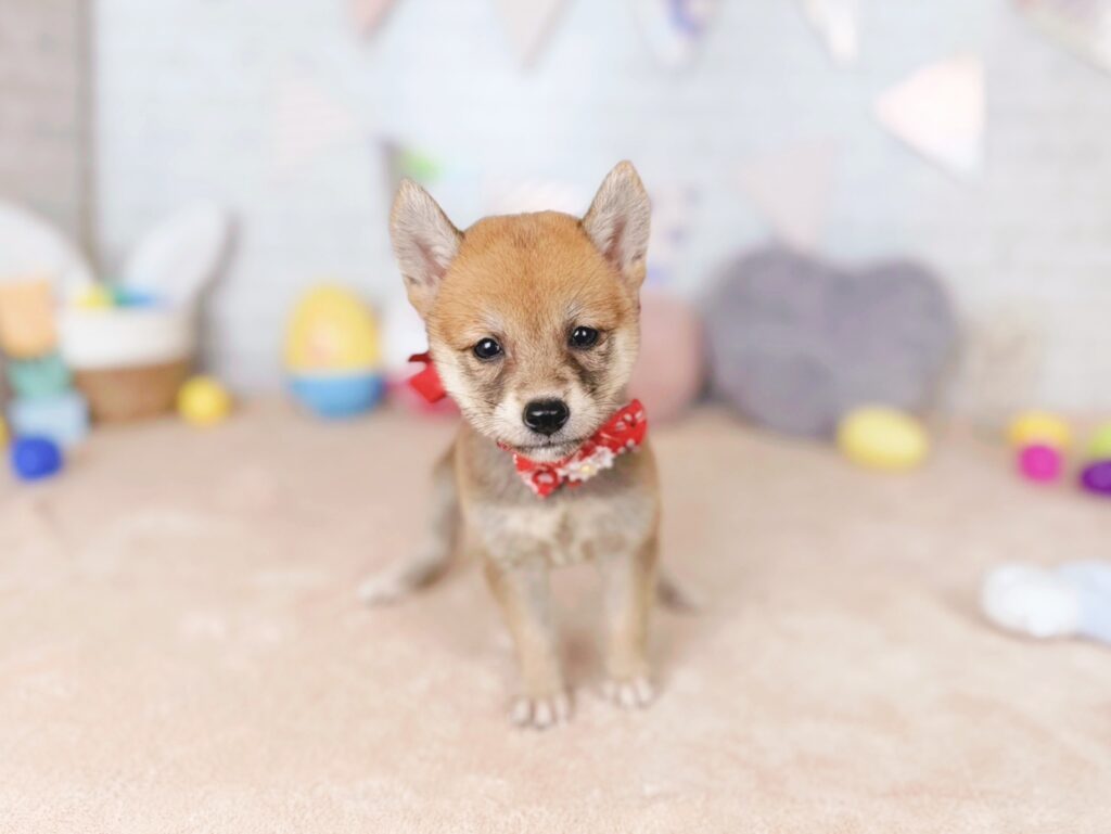 柴犬 ♀ 260813431（識別番号260813431）写真1