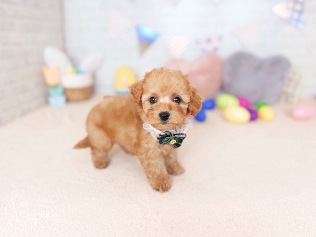 ぽっぷBaby トイプードル ♂ 260827103（識別番号260827103）写真2