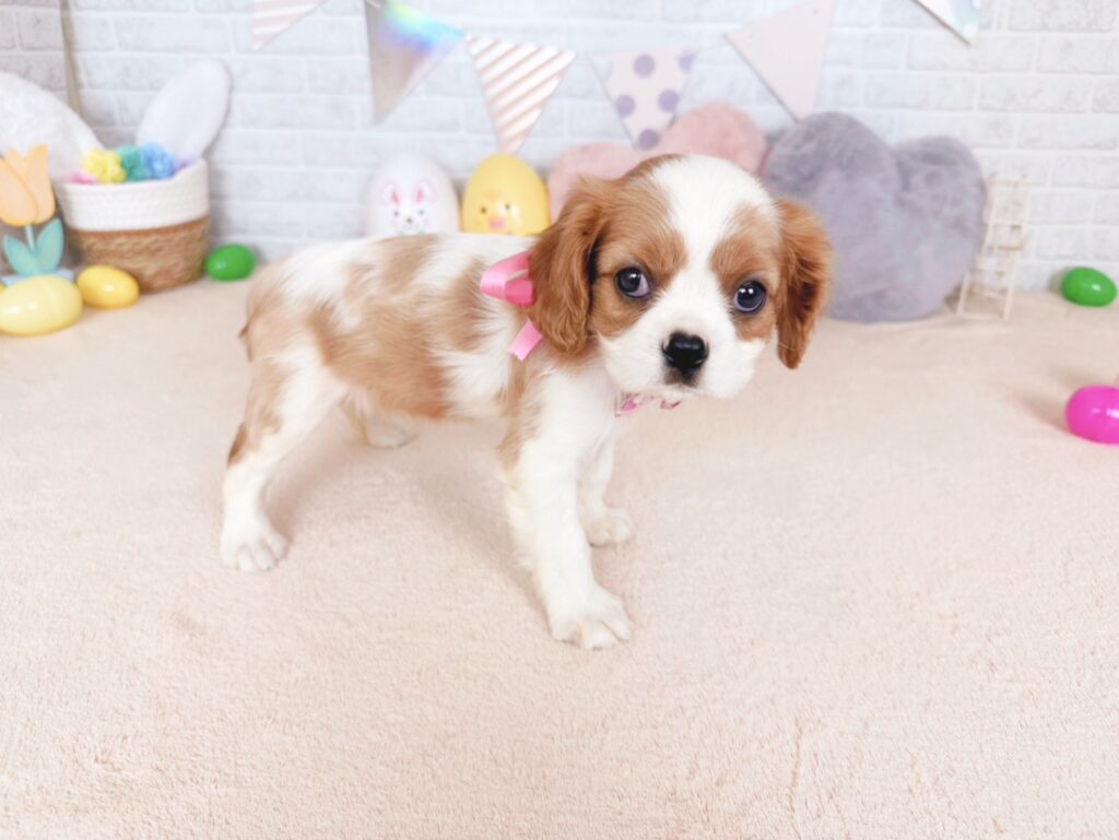 260802411♀キャバリア(5) キャバリア ♀ 260802411(識別番号260802411)写真2