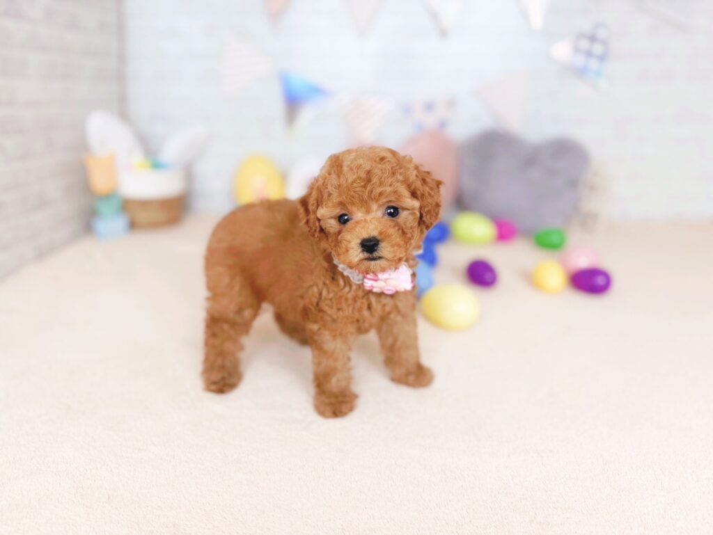 ぽっぷBaby トイプードル ♀ 260827104（識別番号260827104）写真2