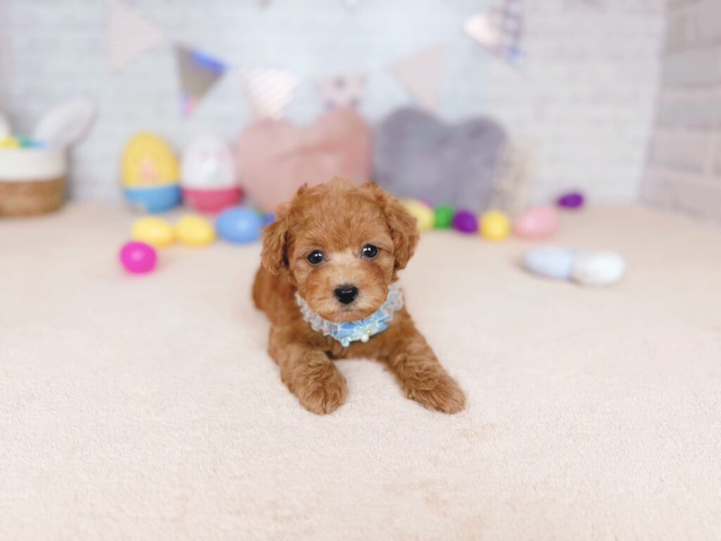 ぽっぷBaby トイプードル ♂ 260827102（識別番号260827102）写真3