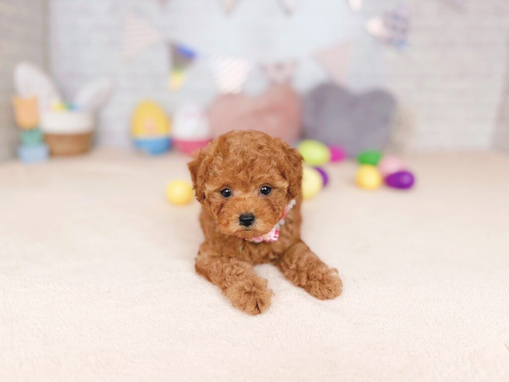 ぽっぷBaby トイプードル ♀ 260827104（識別番号260827104）写真3