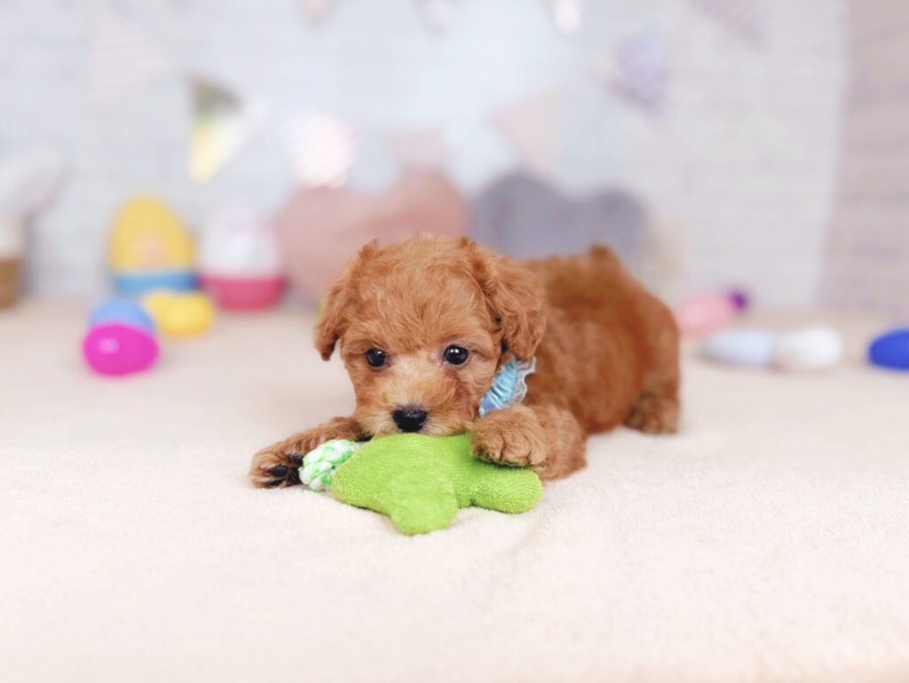 ぽっぷBaby トイプードル ♂ 260827102（識別番号260827102）写真4