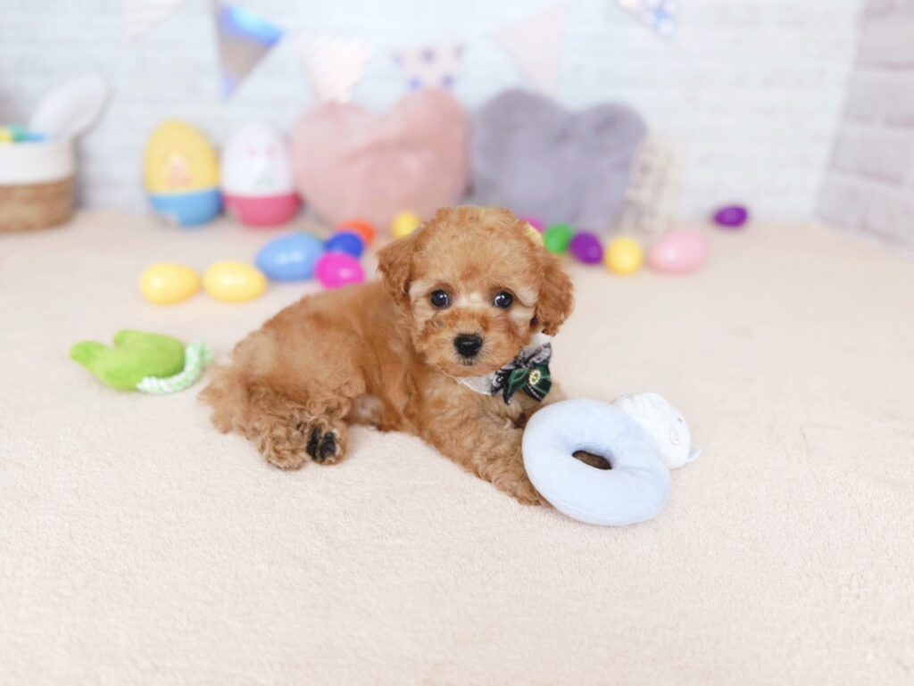 ぽっぷBaby トイプードル ♂ 260827103（識別番号260827103）写真4