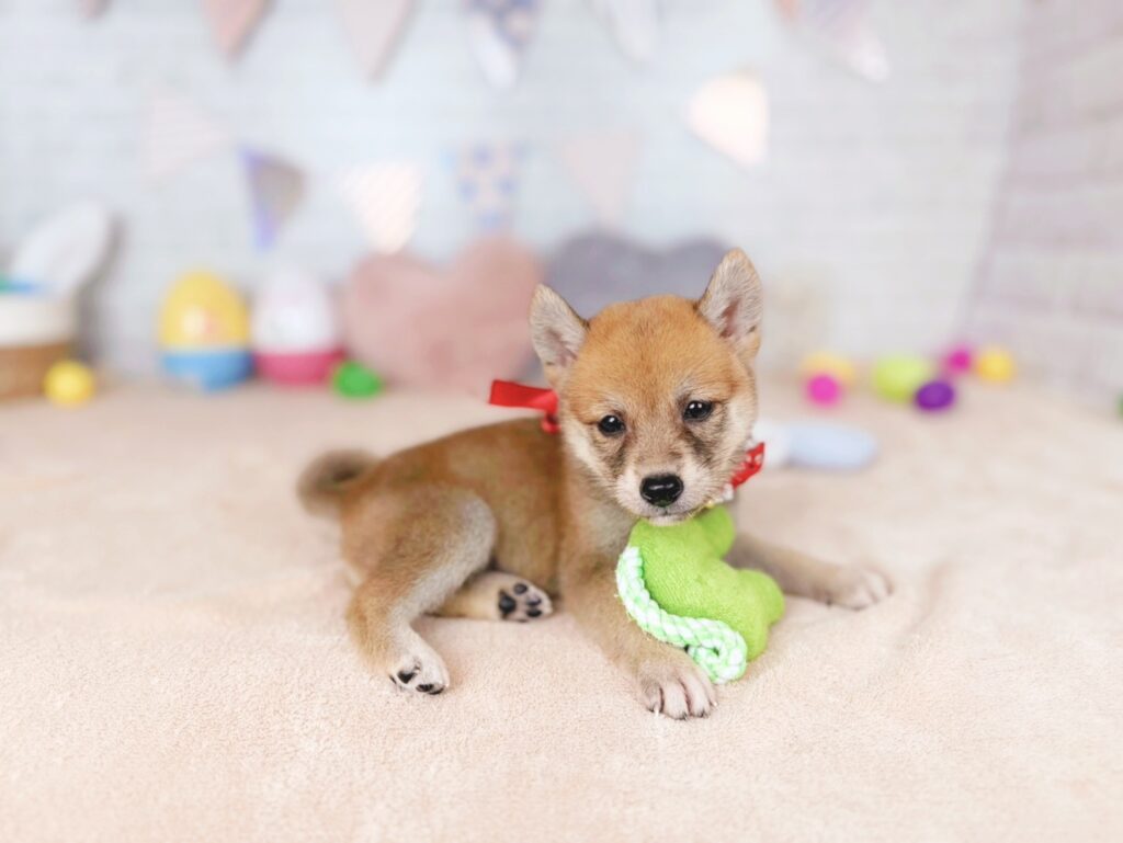 柴犬 ♀ 260813431（識別番号260813431）写真5
