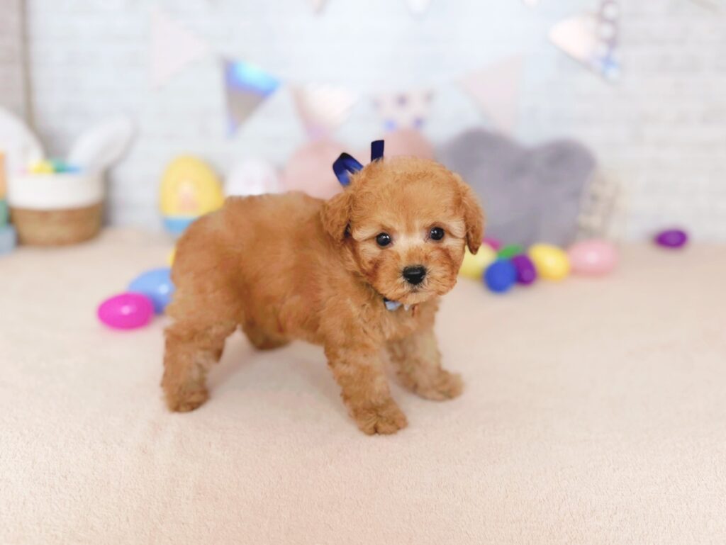 260827101♂トイプードル(2) ぽっぷBaby トイプードル ♂ 260827101(識別番号260827101)写真2