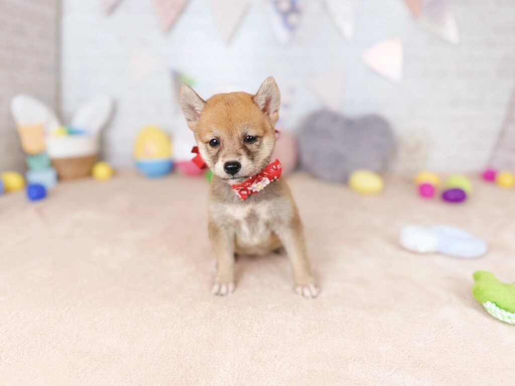 柴犬 ♀ 260813431（識別番号260813431）写真3